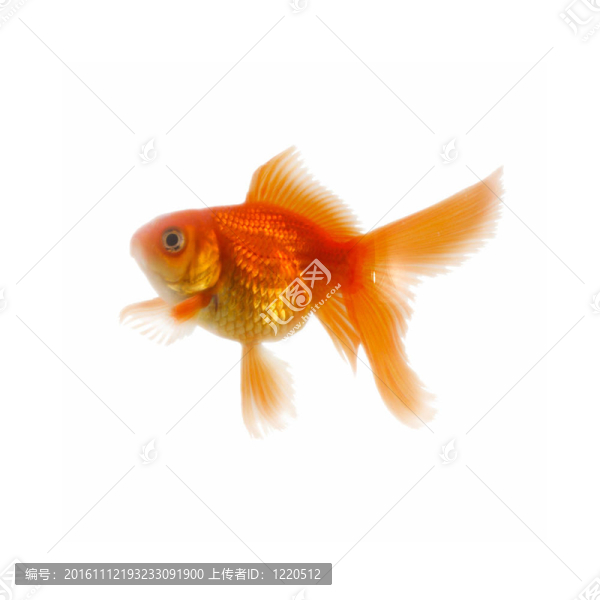 金色的魚。白色隔離