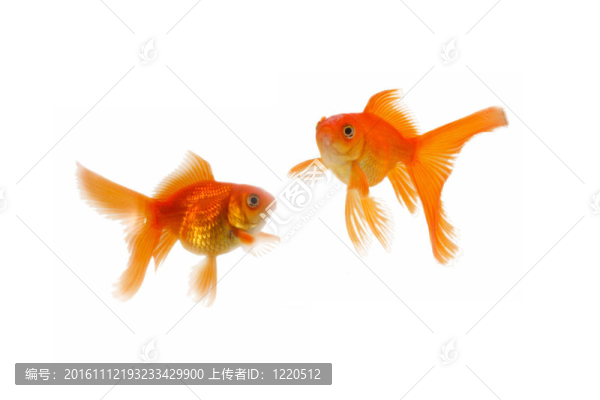金色的魚。白色隔離