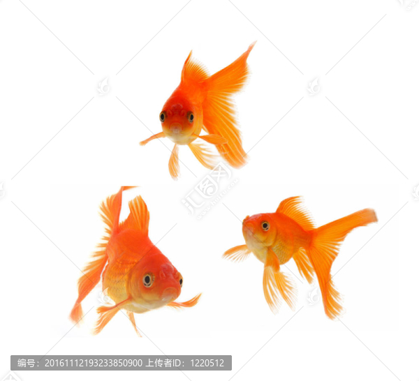 金色的魚。白色隔離
