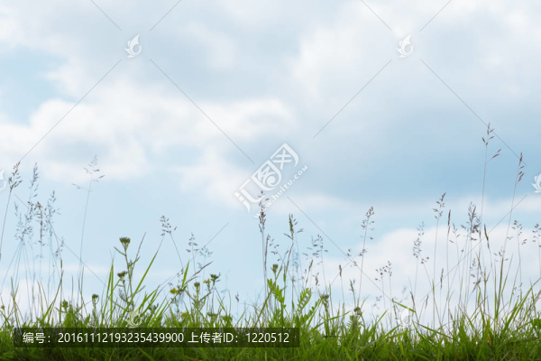 藍(lán)天下的綠草