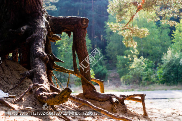 樹-匯圖網(wǎng) www.fosd68.com 樹