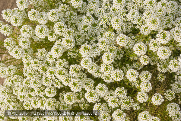 Alyssum（Lobularia,maritima）?；? title=