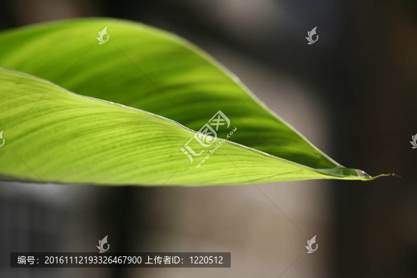 葉和背景