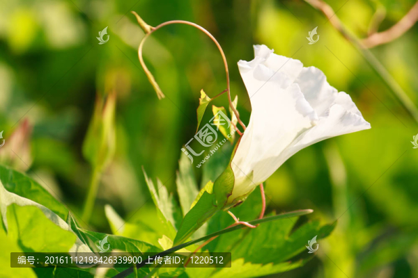 白對沖旋花打碗花花花卉背景
