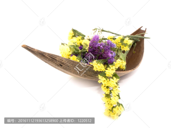 毋忘我花勿忘我