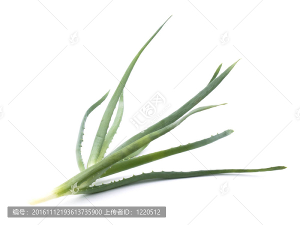 新鮮蘆薈