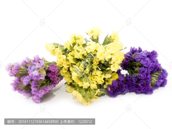 毋忘我花勿忘我