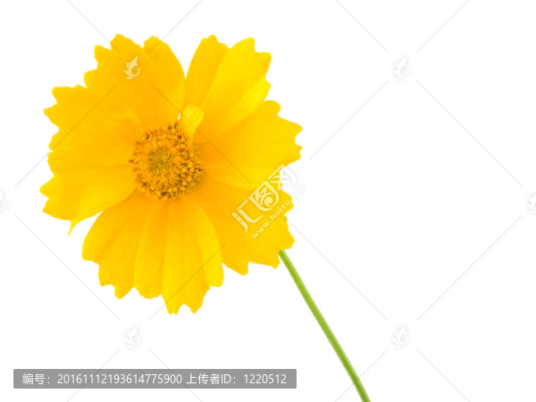 coreposic,-金雞菊