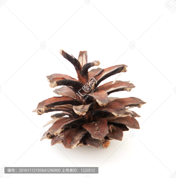 松樹的球果