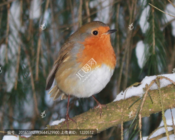 雪枝上的圣誕鳥