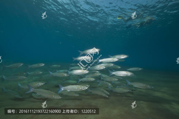 Fringlip,mullet和海洋。