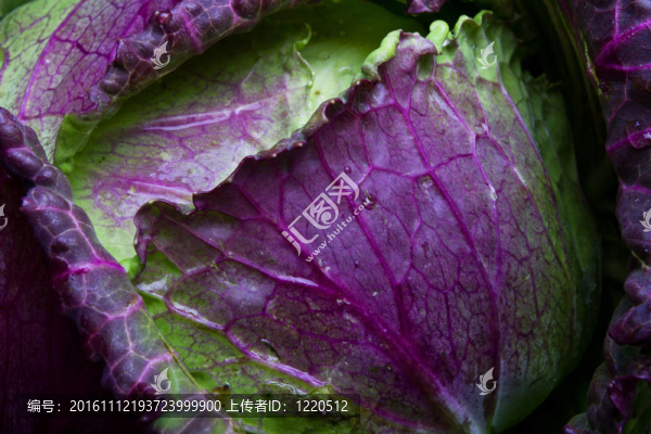一月王白菜