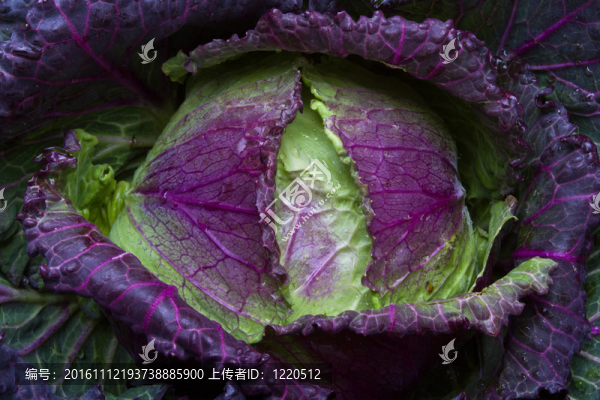 一月王白菜