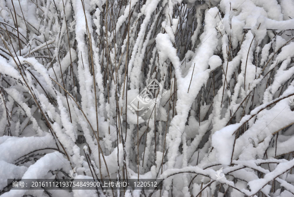 在雪下的黃色的草