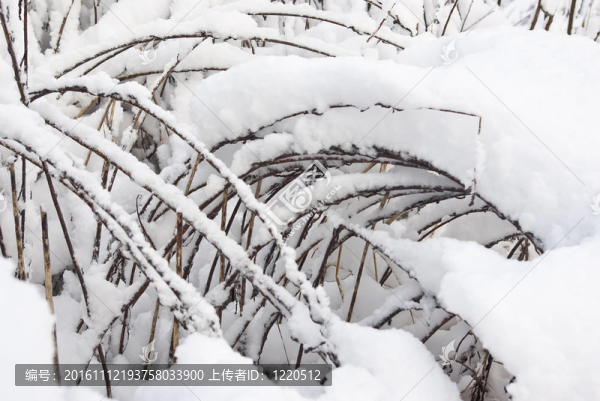 在雪下的黃色的草