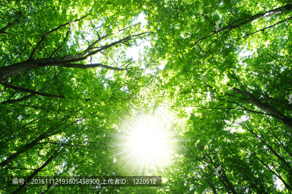 森林的陽(yáng)光