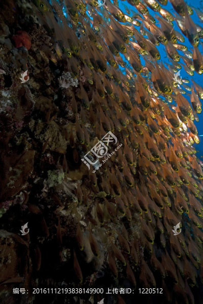 GlassFish；珊瑚和海洋。