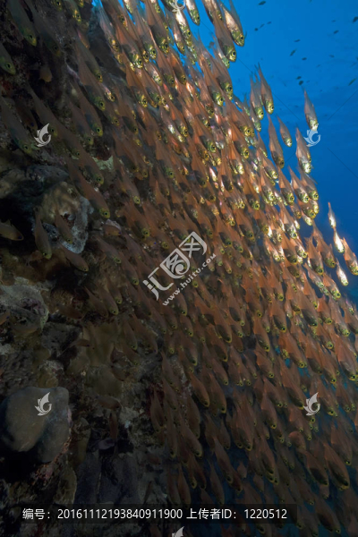 GlassFish；珊瑚和海洋。