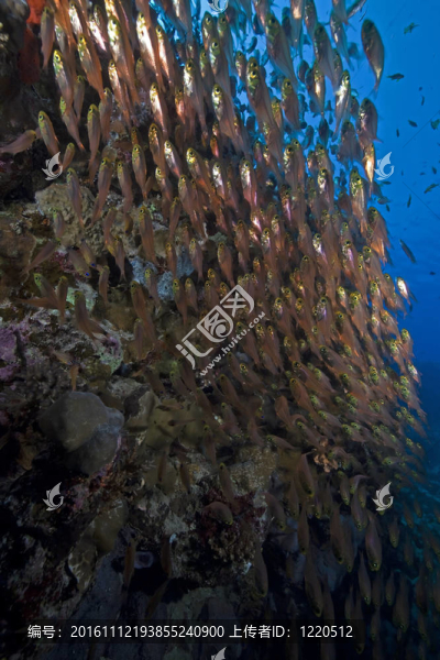GlassFish；珊瑚和海洋。