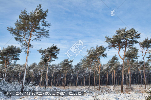 冰雪覆蓋的冬季森林