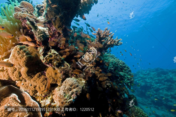 海洋；珊瑚和魚。