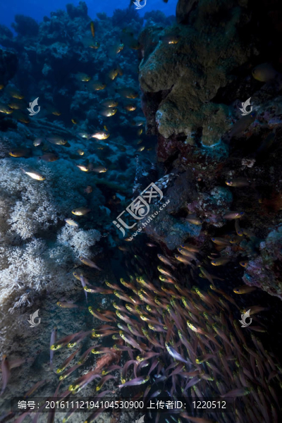 GlassFish；珊瑚和海洋。