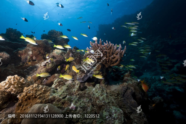 海洋；珊瑚和魚(yú)。