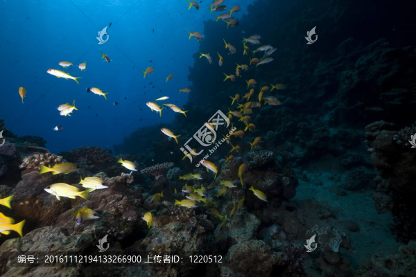 海洋；珊瑚和魚。