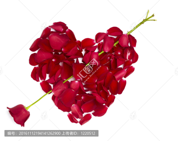 心形玫瑰花瓣花愛情人節(jié)