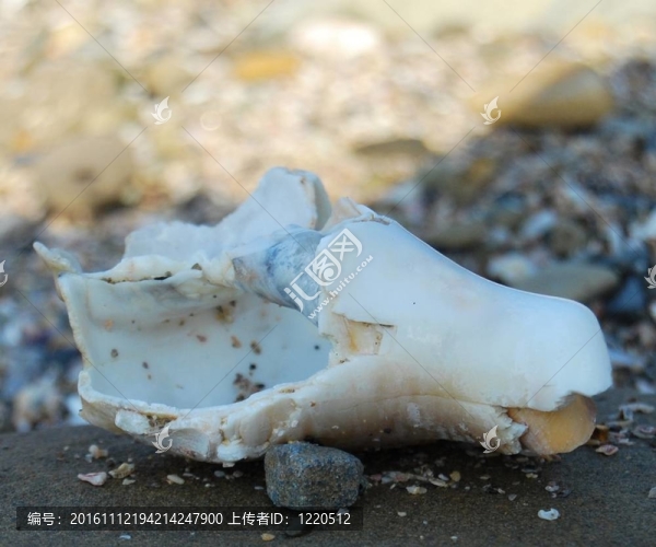 海灘上的貝殼