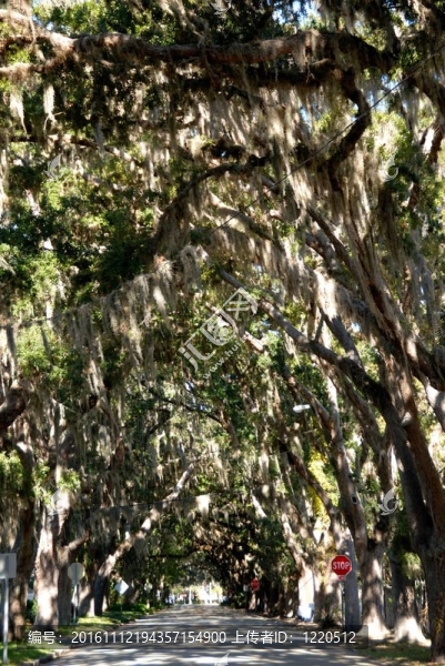 木蘭大道圣奧古斯丁佛羅里達(dá)州-匯圖網(wǎng) www.fosd68.com 木蘭大道圣奧古斯丁佛羅里達(dá)州