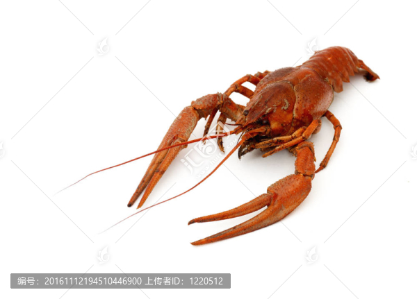 小龍蝦在白色-匯圖網(wǎng) www.fosd68.com 小龍蝦在白色