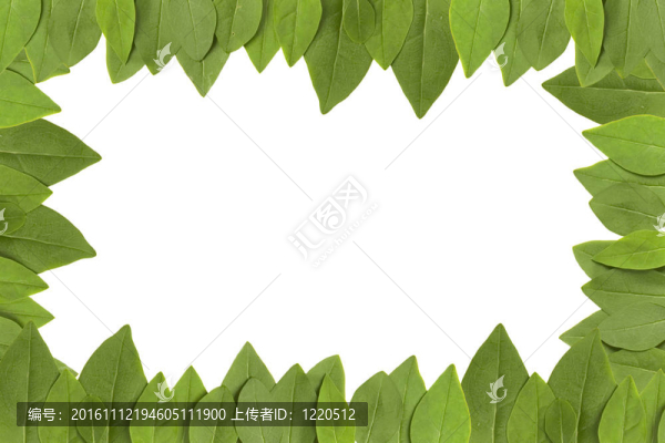 綠色的葉子架