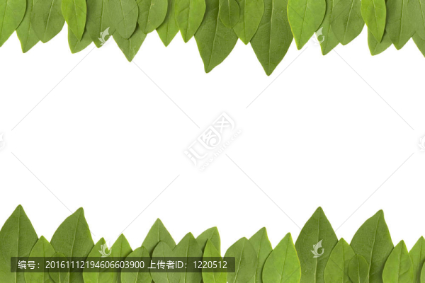 綠色的葉子架