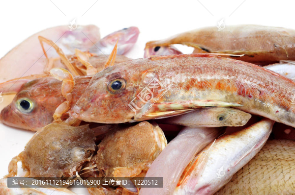 魚