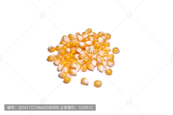 白色背景上分離的甜玉米