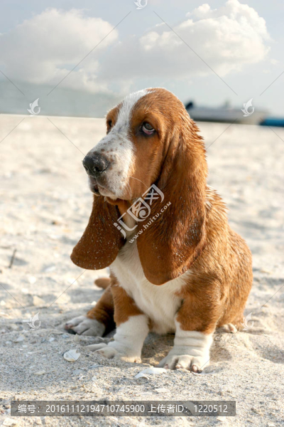 巴吉度獵犬