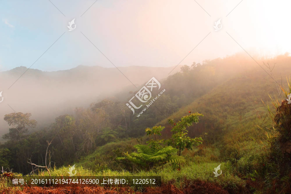 雨林