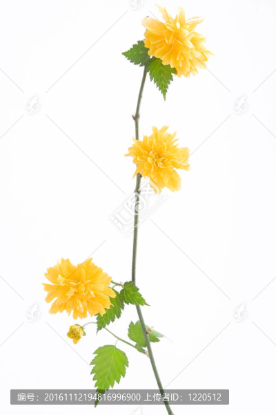 白色背景上的一枝黃花