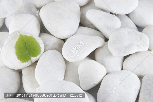 白石與綠葉