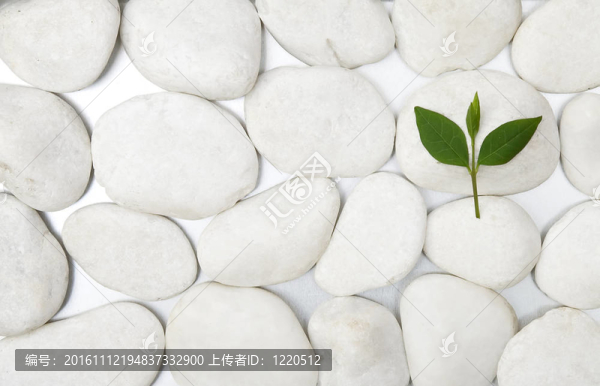 白石與綠葉