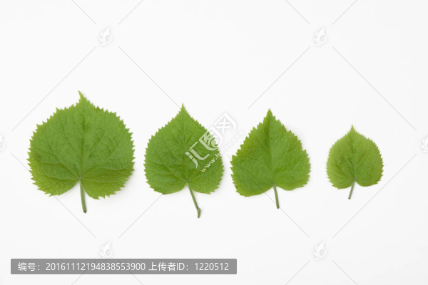 不同的葉子