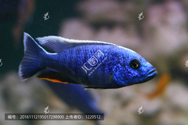 藍色的魚