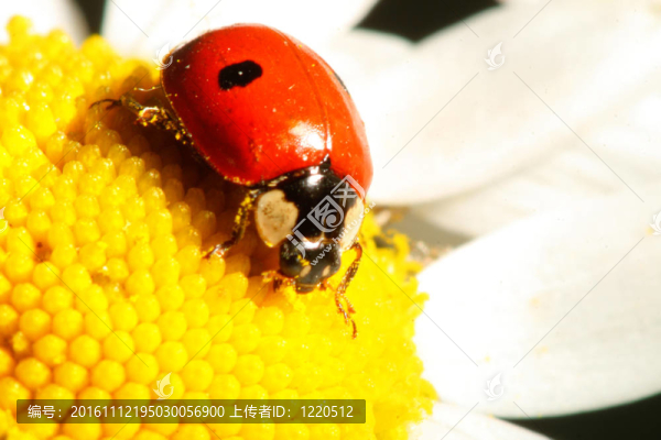 瓢蟲在甘菊