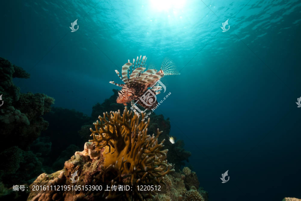 獅子魚和海洋。