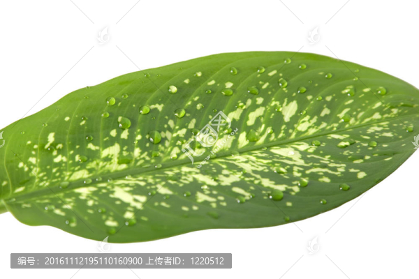 帶滴水的綠葉