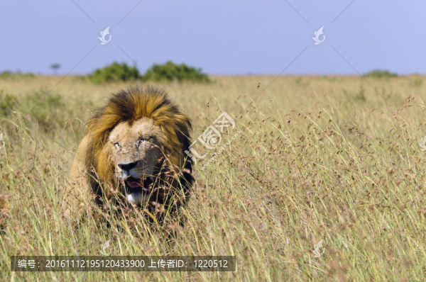 成熟的驕傲領(lǐng)袖獅子（Panthera,Leo）充分發(fā)達(dá)的鬃毛