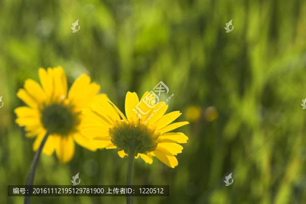 花黃色背景