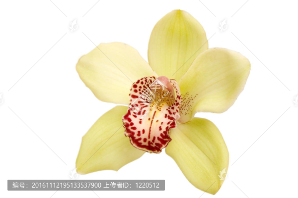黃色的蘭花特寫