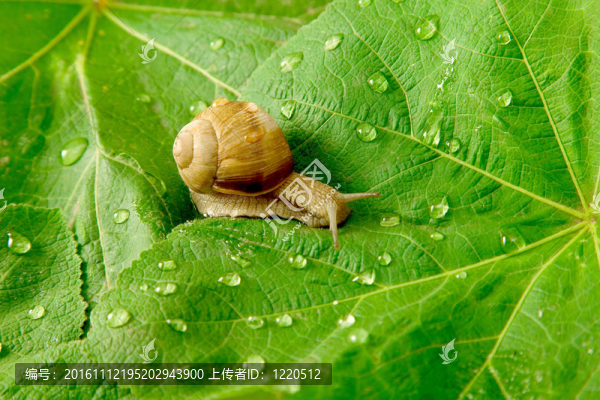 蝸牛和水滴在綠葉上